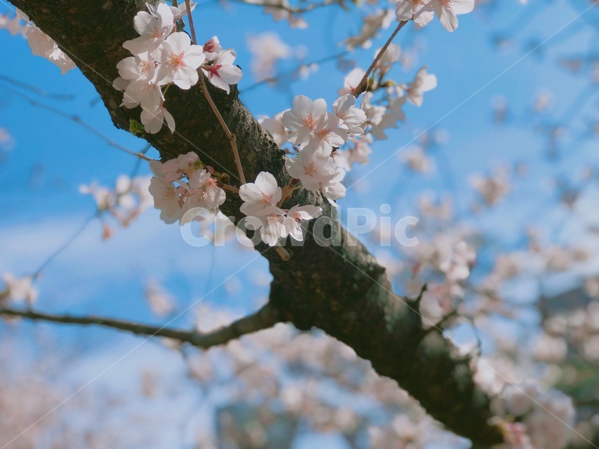 벚꽃,꽃,나무,봄,자연,flower,spring,nature