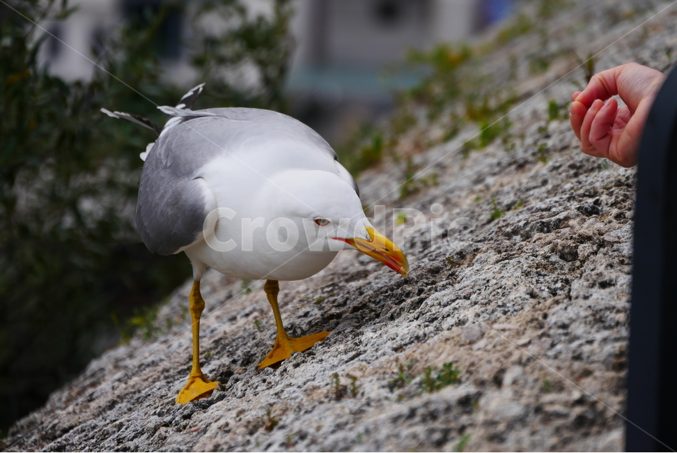갈매기,bird,seagull,새,animal,동물,모이주기,교감,다가옴,만남,조우,친구,나눔,정,조류,조두,흰갈매기,눈치,감시,모이,손,동물,animal,조류,새,birds