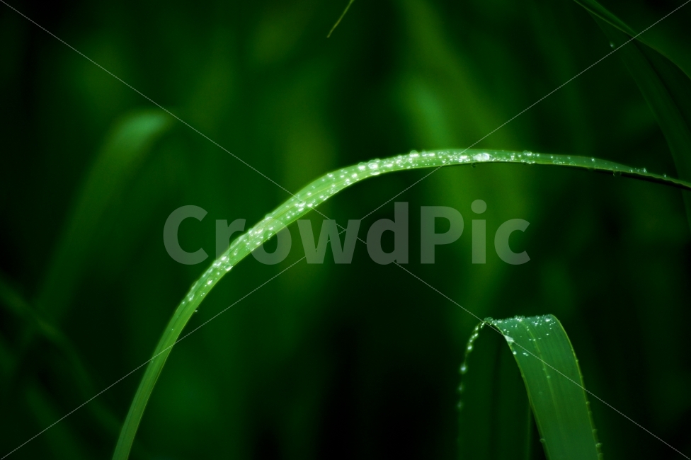 풀,이슬,비,자연,녹색,휴식,힐링,rest,relaxation,healing,비,비오는날,rain,rainy,식물,자연,plants,nature