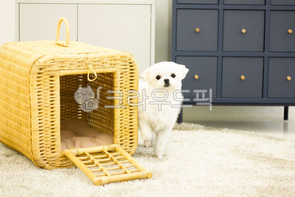 bed,rattan puppy house,family dog,rattan basket,Rattan,pretty puppy,white puppy,interior,quiet puppy,kennel,Rattan dog house,living room puppy,pet,rattan kennel,maltese,Cute puppy,Pets,little puppy,dog house,house dog,animal,maltese house,pet dog,dog