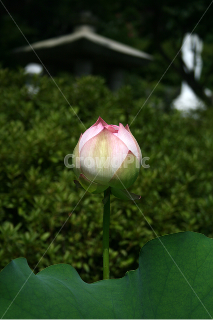 연꽃,식물,flower,plants,nature,꽃,연잎,식물,자연,plants,nature,꽃,flower