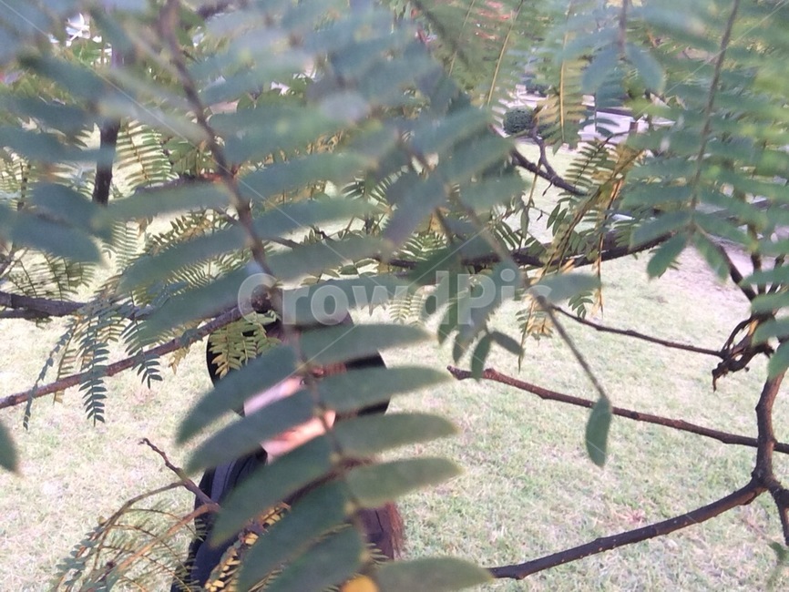 나무,나뭇잎,사람,자연,공원,산책,식물,자연,plants,nature