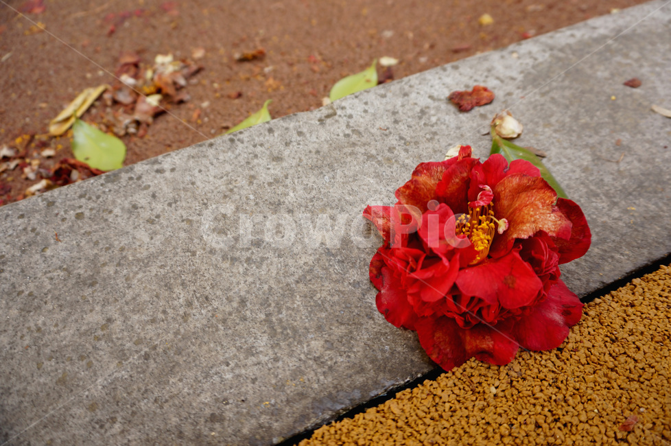 꽃,식물,길,동백,flower