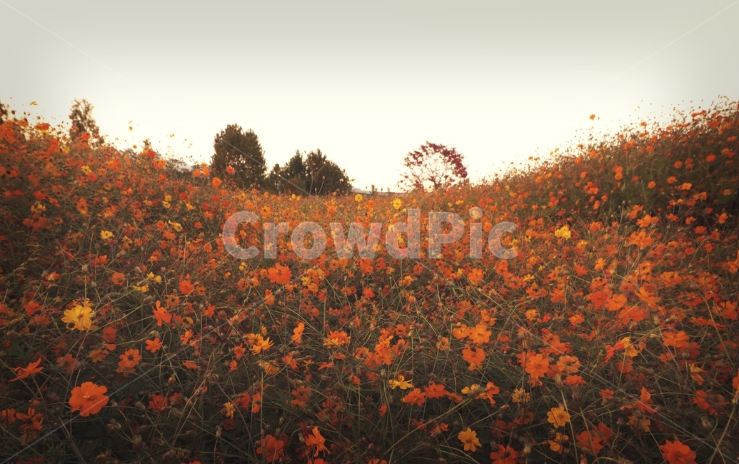 코스모스,가을,꽃,꽃밭,plant,식물,가을,계절,fall,autumn,season,식물,자연,plants,nature,꽃,flower