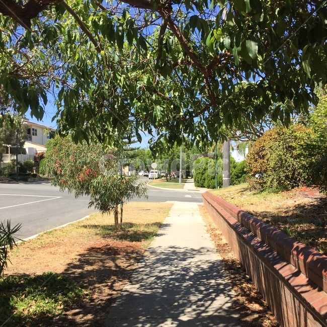 호주,퍼스,거리,그림자,나무,도시,풍경,city,landscape,plant,식물,tree