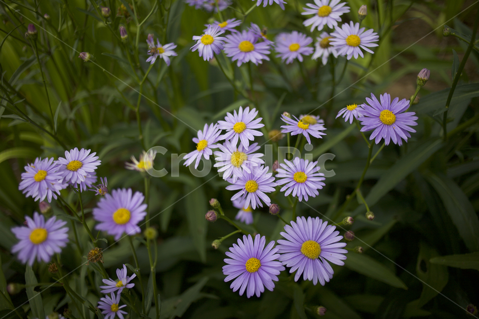 꽃,flower,데이지,daisy,꽃밭,자연
