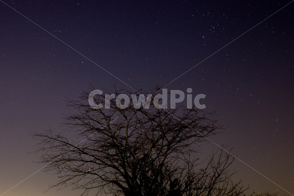 nature,자연,outdoors,옥외,별,나무,야경,새벽,야간,야경,밤,풍경,nightscape,night,landscape,나무,trees,wood