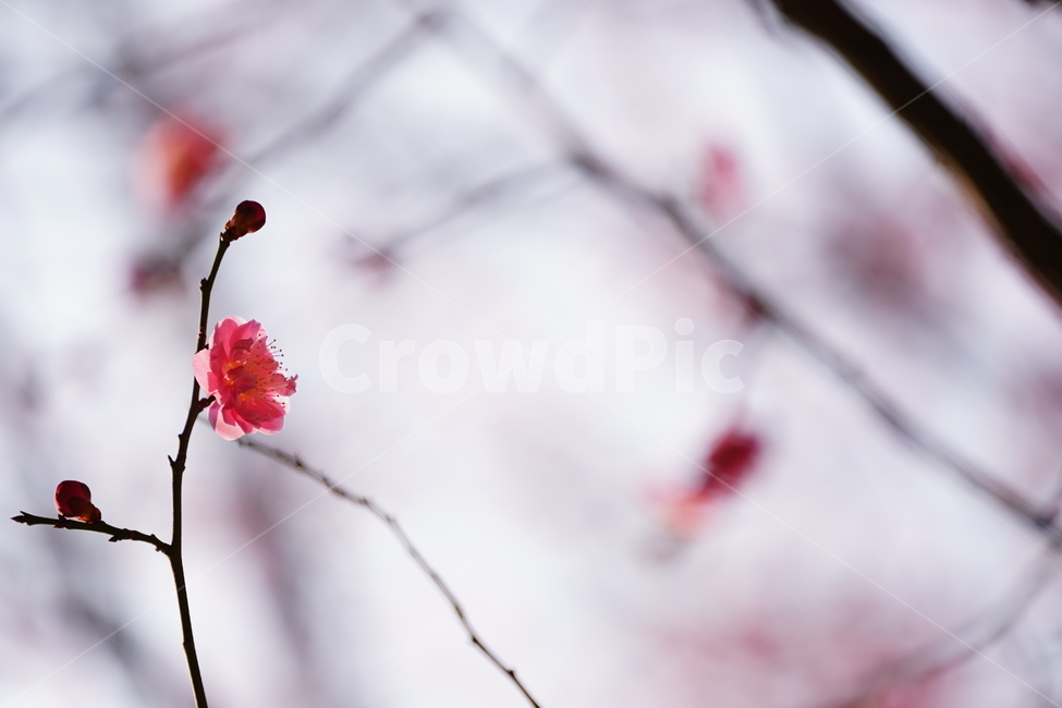 매화,홍매화,매화꽃,봄꽃,봉은사,분홍색,분홍꽃,봄,계절,spring,season,식물,자연,plants,nature,꽃,flower,plant,blossom