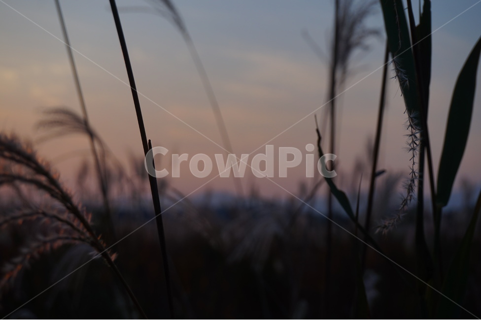 갈대,가을,자연,노을,하늘,식물,자연,plants,nature,감성,sensible,feeling