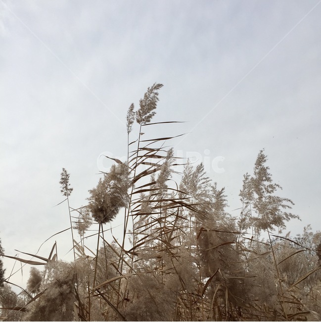 가을,갈대,풍경,자연,바람,감성,쓸쓸,하늘,가을,계절,fall,autumn,season,plant,식물,grass,잔디,lawn,reed