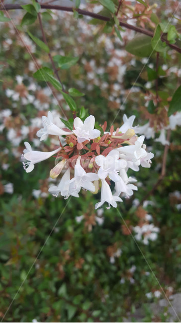 꽃,flower,근접,생화,야생화