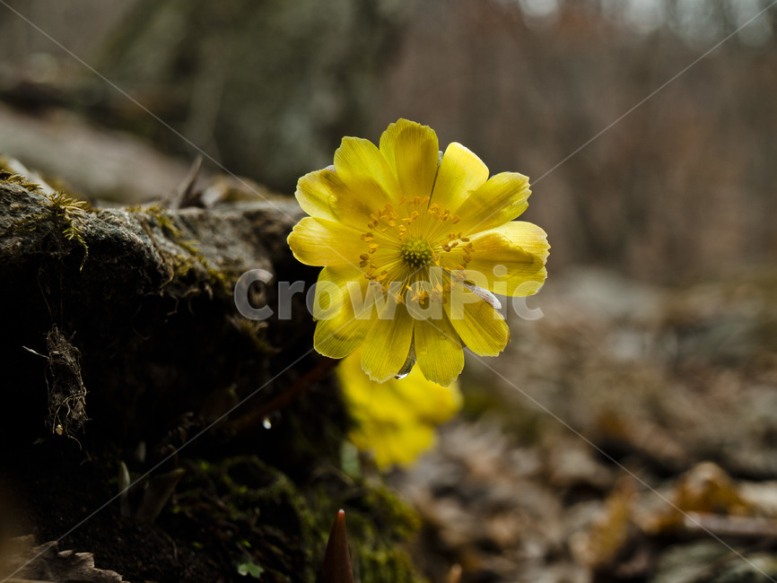 복수초,야생화,봄야생화,봄꽃,flower,식물,자연,plants,nature,꽃,flower
