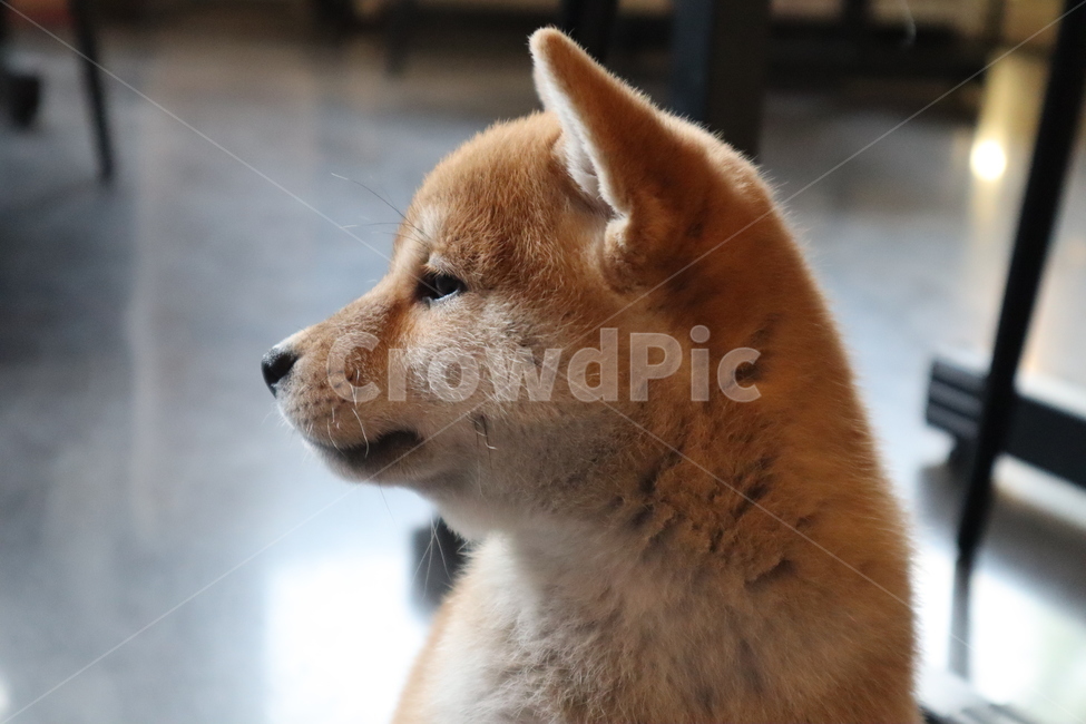 강아지,동물,애완동물,시바견,반려견,dog,옆모습,개,적구,적색견,포유류,animal