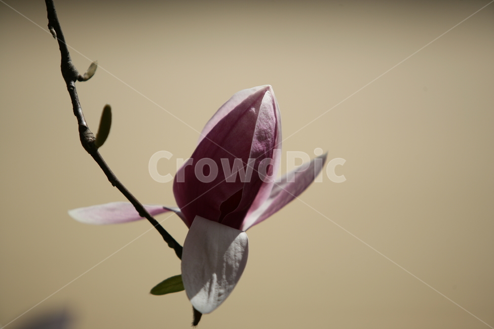 꽃,봄꽃,식물,목련,나무,식물,자연,plants,nature,꽃,flower
