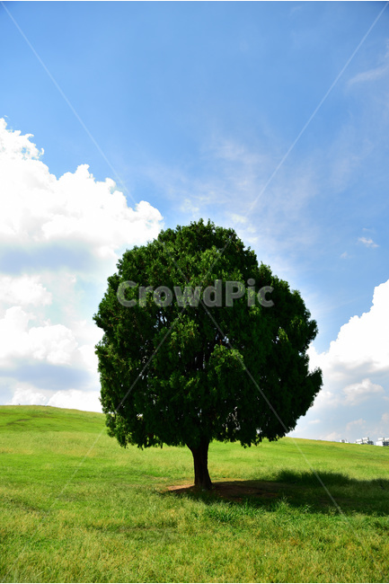 올림픽공원,풍경,나홀로나무,나무,배경화면,landscape,식물,자연,plants,nature,나무,trees,wood