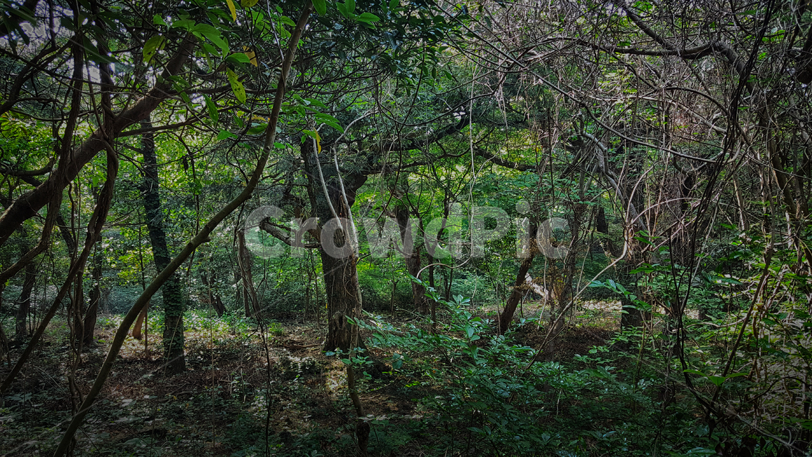 비자림,숲길,tree,plant,자연,숲,자연,풍경,nature,landscape,식물,plants,나무,trees,wood