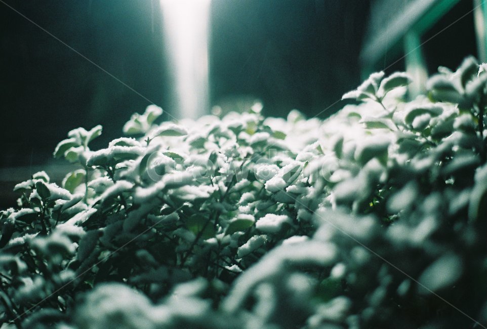 눈,겨울,제설,소나무,winter,빛,그리움,길,외로움,반사,겨울,계절,winter,season,야경,밤,풍경,nightscape,night,landscape,식물,자연,plants,nature,감성,sensible,feeling,plant