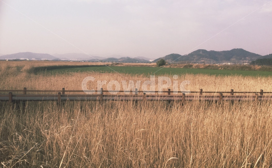 순천만,갈대,갈대밭,가을,풍경,배경,바탕,background,자연,landscape,fall,하늘,산,식물,갈색,길,가을,계절,fall,autumn,season,자연,풍경,nature,landscape,plant