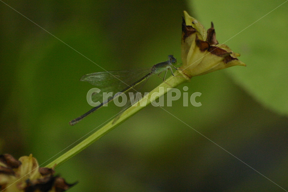 잠자리,dragonfly,곤충,insect,macro,fly,nature,green,bug,leaf,wings,closeup,animal,wildlife,damselfly,closeup,fauna,eyes,blue,summer,detail,insects,grass,garden,wing,wild,close,동물,animal,곤충,벌레,insect,bug