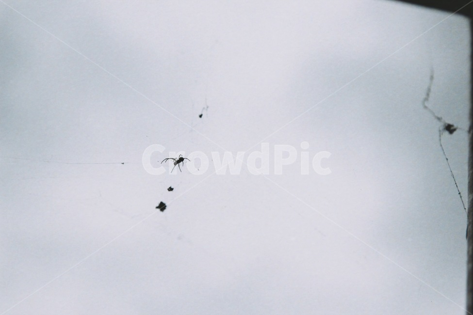 거미,거미줄,흐린날,먹구름,곤충,자연,동물,animal,곤충,벌레,insect,bug,감성,sensible,feeling