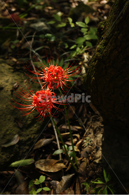 꽃,flower,꽃무릇,식물,color,red,식물,자연,plants,nature,꽃,flower