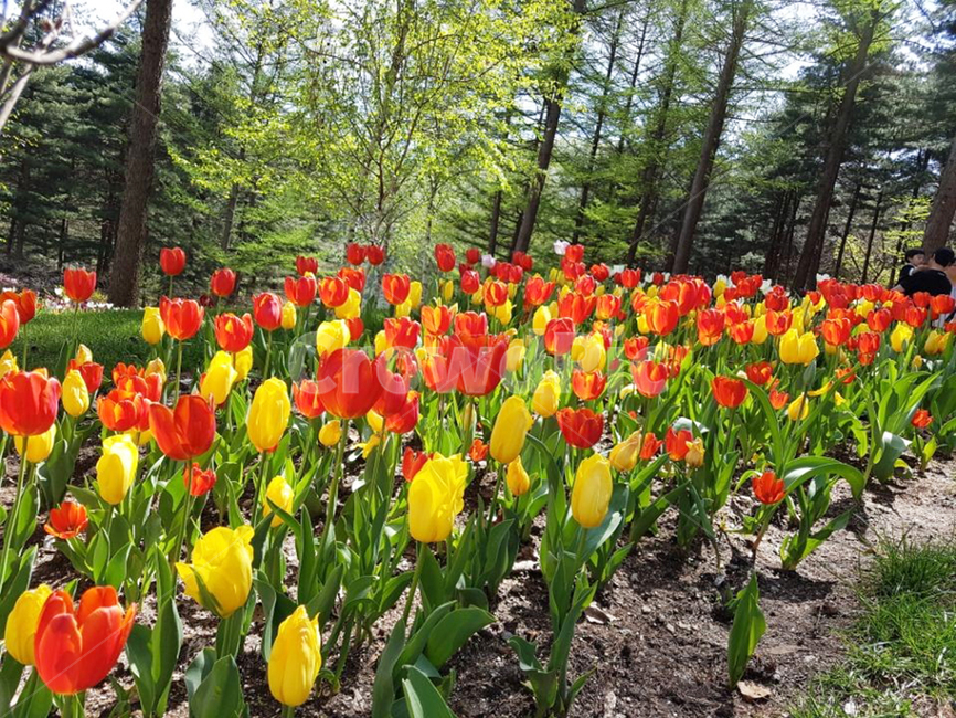 plant,식물,flower,꽃,blossom,튜울립,나무