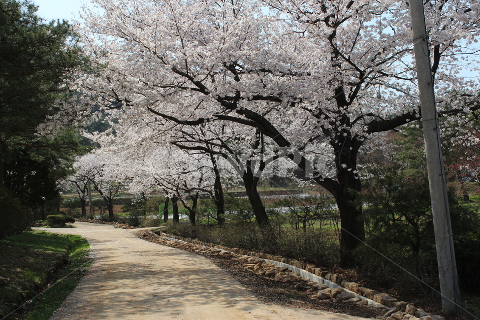 벚꽃길,벚꽃,소나무,길,전봇대,봄,계절,spring,season,자연,풍경,nature,landscape,plant,식물,flower,꽃,blossom