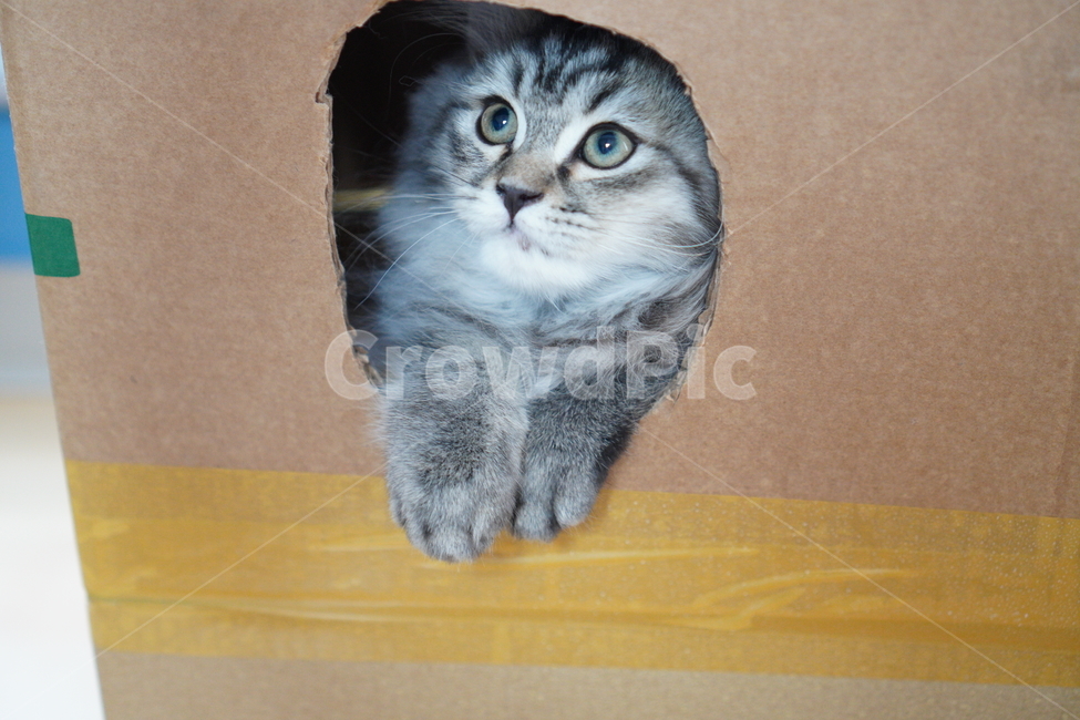 고양이,아기고양이,어린고양이,페르시안,페르시안고양이,냥이,반려묘