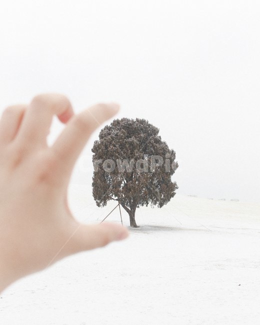 겨울,눈,나홀로나무,서울,감성,감성사진,첫눈,공원,행복,기쁨,선물,꿈,소원,분위기,겨울,계절,winter,season,식물,자연,plants,nature,나무,trees,wood,사람,인물,인간,human,person,신체일부,몸,body