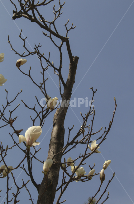plant,식물,blossom,flower,꽃,spring,봄,봄꽃,흰꽃,하얀꽃,white,whiteflower,목련,백목련