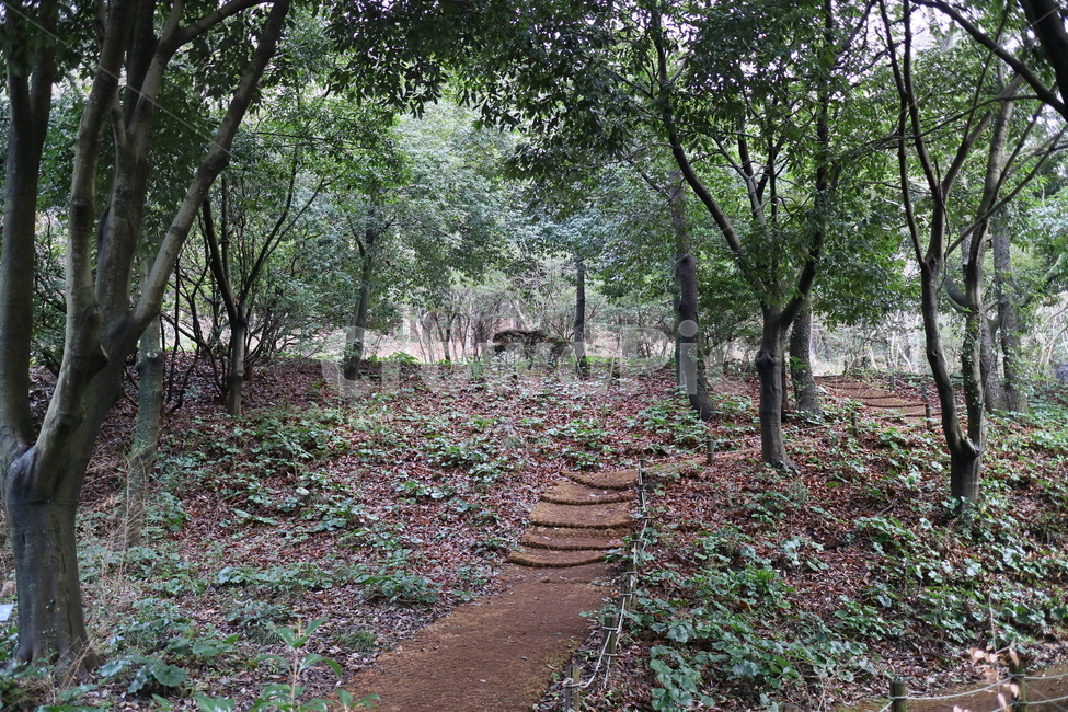 ground,바닥,tree,나무,plant,식물