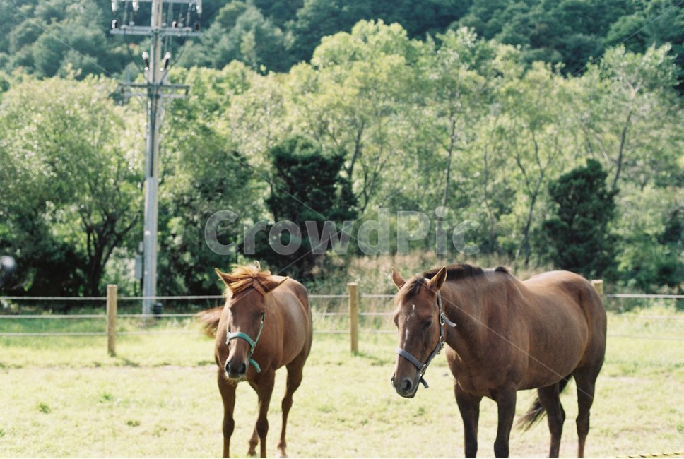 말,초원말,동물,anima,mammal,산업,industry,industrial,목축업,목장,livestock,farming,ranching,pasture,관광지,자연,포유류,풍경,농장,녹색,야생,동물,animal,포유류,mammal