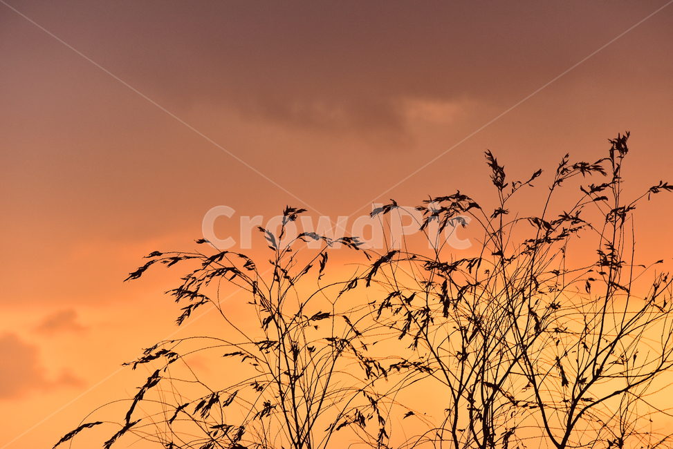 감성사진,황혼,노을,석양,해질녘,일몰,해질무렵,sunset,식물,plant,outdoor,나무,배경,바탕,백그라운드,야외,옥외,아웃도어,색감,감성풍경