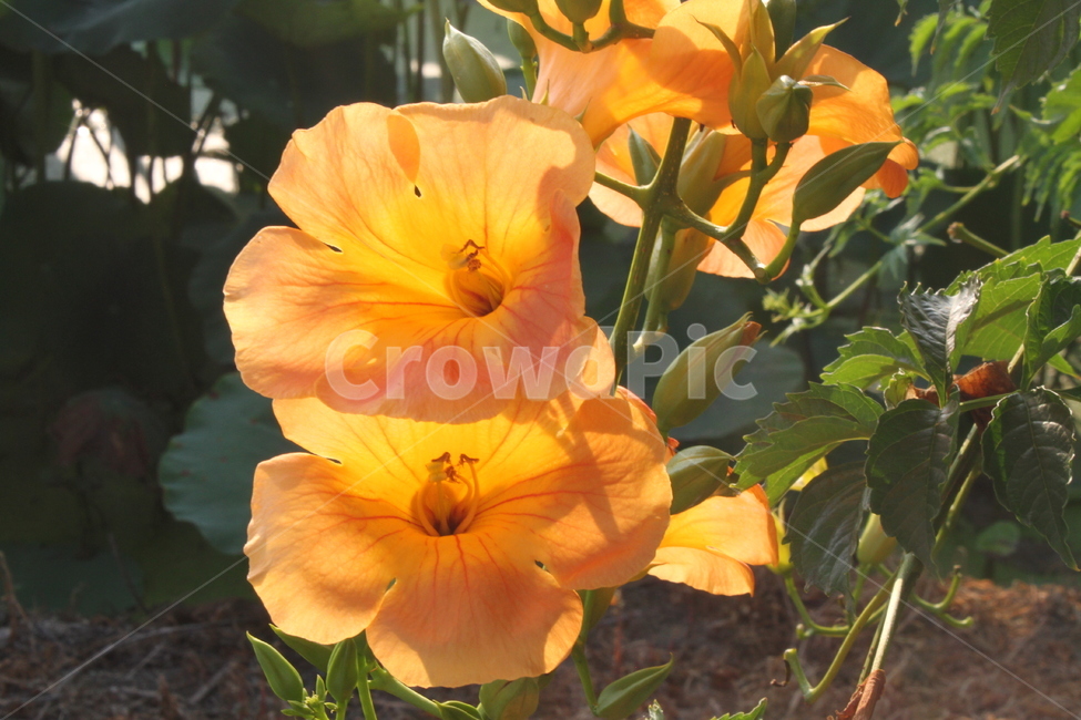 꽃,능소화,식물,정원수,trumpetcreeper,식물,자연,plants,nature,꽃,flower