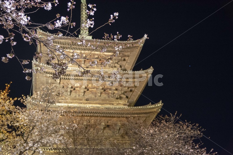 도지,일본,야경,풍경,japan,temple,탑,건축물,tower,architecture