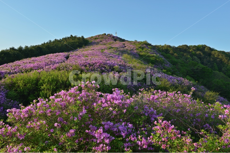 plant,식물,blossom,전북,남원,봉화산,봉화산철쭉제,철쭉,철뚝꽃,철뚝제,봉화산아침,여명,일출,해돋이,flower,꽃,flare,플레어,light,빛,sunlight,햇빛,자연,outdoors,옥외,mountain,산,mountainrange,산맥,slope,경사