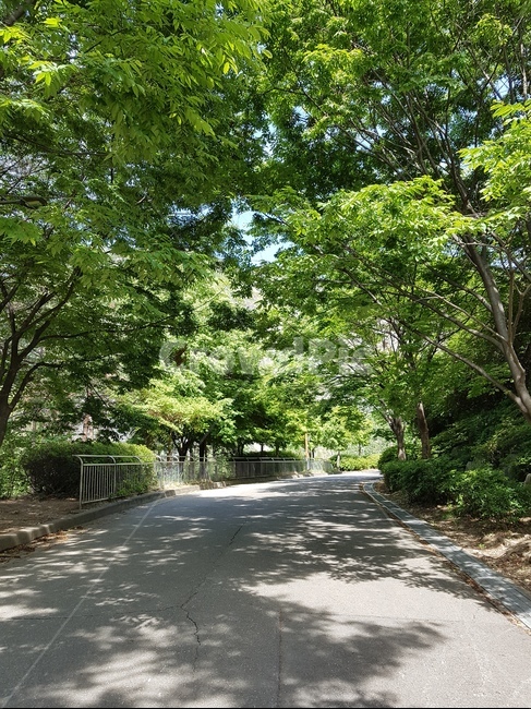 road,도로,outdoors,산책로,여름,식물,자연,plants,nature,나무,trees,wood