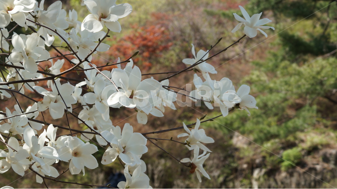 꽃,봄꽃,자연,풍경,목련,봄,계절,spring,season,식물,자연,plants,nature,꽃,flower,plant,blossom