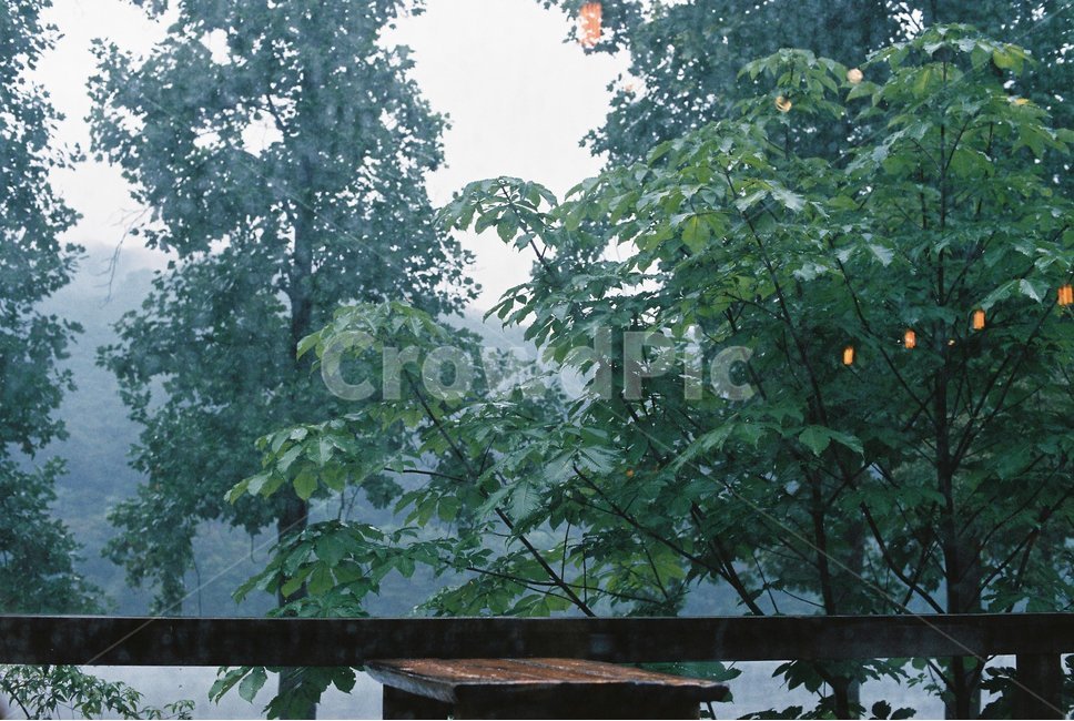 풍경,자연,나무,하늘,숲,필름사진,카페,자연,풍경,nature,landscape,식물,plants,나무,trees,wood,plant
