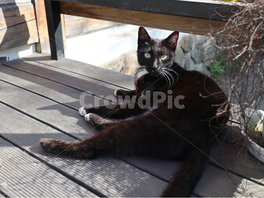 고양이,길고양이,검은고양이,cat,동물,pet,애완동물,animal,눈빛,눈