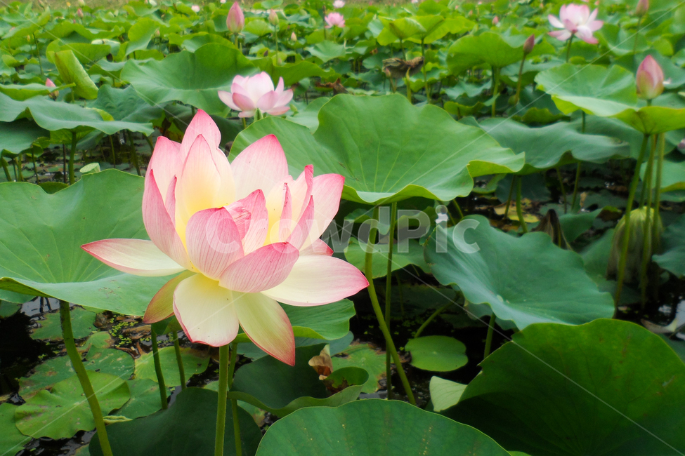 plant,식물,flower,꽃,blossom,연꽃,연꽃잎,잎,꽃밭,연꽃밭,식물,자연,plants,nature,꽃,flower