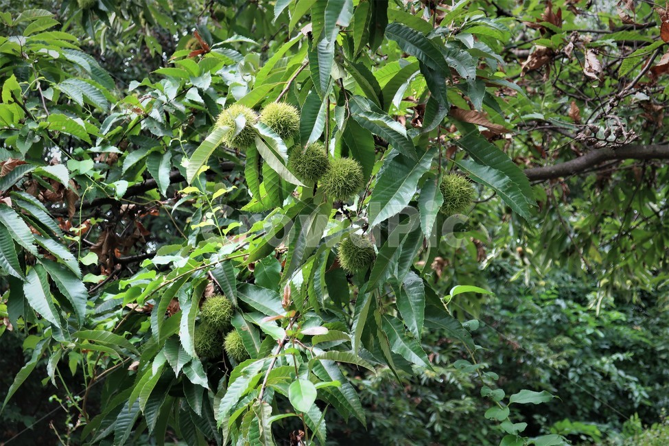 밤나무,밤,밤송이,가시,알밤,열매,식물,가을,계절,자연,과일,열매,fruit