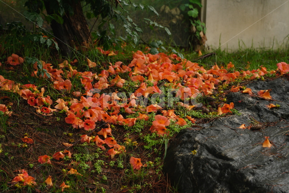 능소화,꽃,나무,주황색,식물,flower,tree,plants,nature,식물,자연,plants,nature