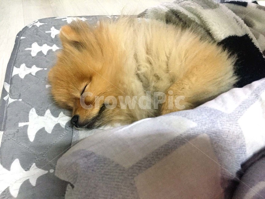 포메라니안,강아지,자는강아지,댕댕이,자고있는개,동물,animal,포유류,mammal,개,강아지,dog,doggy