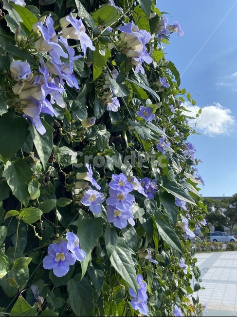 blossom,꽃,plant,식물,geranium,제라늄,flower,하늘,sky,blue,식물,자연,plants,nature,꽃,flower