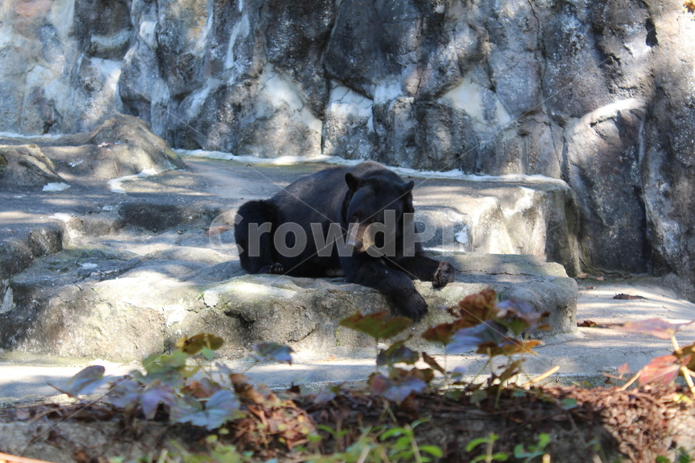 bear,곰,animal,동물,mammal,야생동물,wildlife,포유류,zoo,동물원,검정곰,blackbear,동물,animal,포유류,mammal