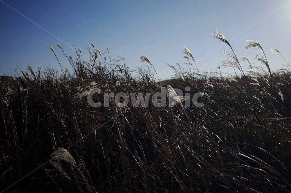 plant,식물,grass,잔디,억새,억새풀,들판,nature,자연,옥외,outdoors,reed,갈대