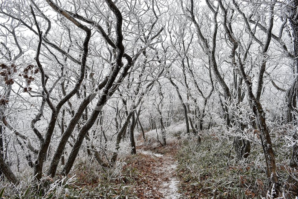 소백산,눈꽃풍경,상고대,겨울풍경,국립공원,겨울동화,힐링,감성,아름다움,뷰티풀,설국,눈풍경,100대명산,겨울명산,설경,서리꽃,snow,landscape,눈,화이트,자연,신비로운,경이로운,천상,비경,치유,산,명산,자연풍경,늦가을,겨울,계절,winter,season,자연,풍경,nature,landscape,한국자연풍경,한국자연경관,korea nature landscape,식물,plants,나무,trees,wood,ice,얼음,outdoors,옥외,frost,서리
