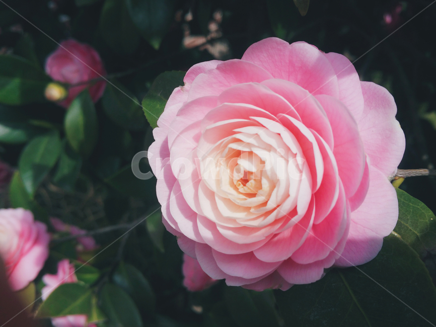 분홍꽃,분홍동백,동백꽃,camelliaflower,pinkcamelliaflower,꽃,flower,pinkflower,식물,자연,plants,nature,꽃,flower