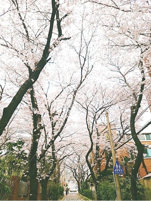 벚꽃,봄,나무,식물,plant,봄,계절,spring,season